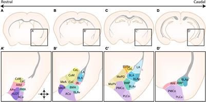 Novel Perspectives on the Development of the Amygdala in Rodents